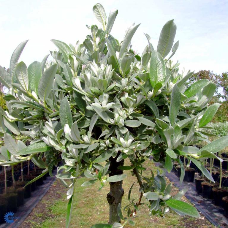 SALIX HELVETICA