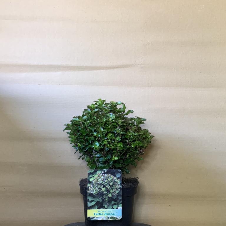 ILEX MESERVEAE 'LITTLE RASCAL'