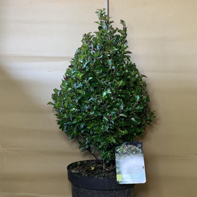 ILEX MESERVEAE 'LITTLE RASCAL'