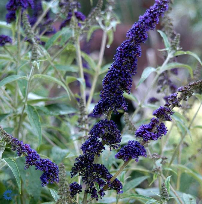 BUDDLEJA dav. 'BLACK KNIGHT'