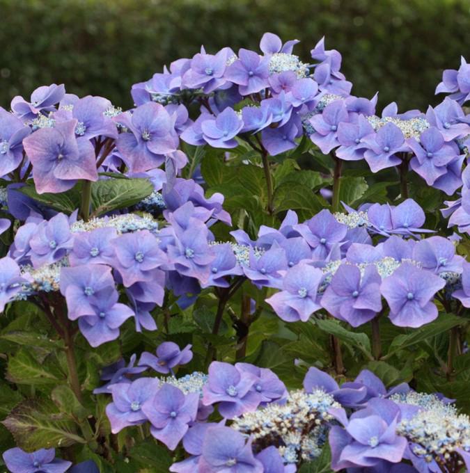 HYDRANGEA mac. 'BLAUMEISE'