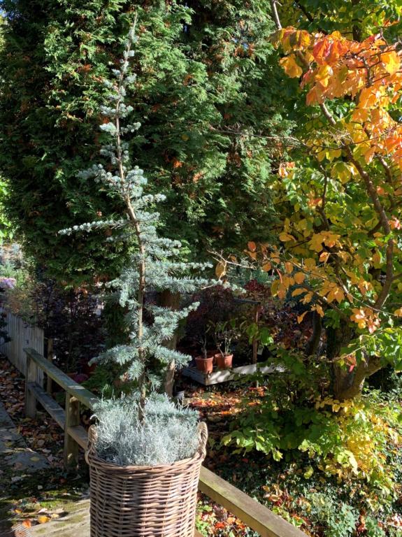 CEDRUS LIBANI 'GLAUCA'