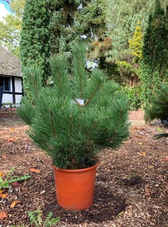 PINUS UNICINATA