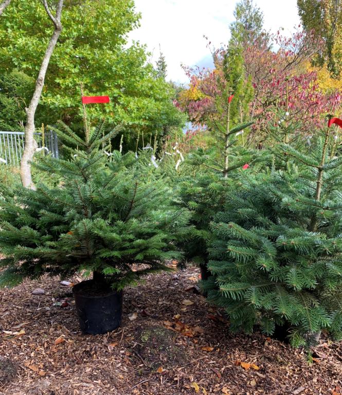 ABIES NORDMANIANA