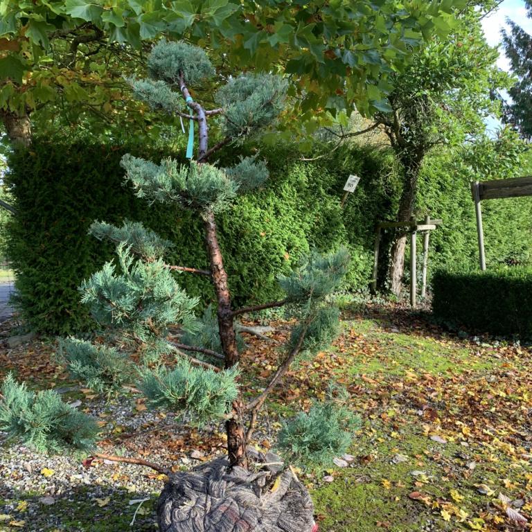 JUNIPERUS MEDIA 'HETZII'