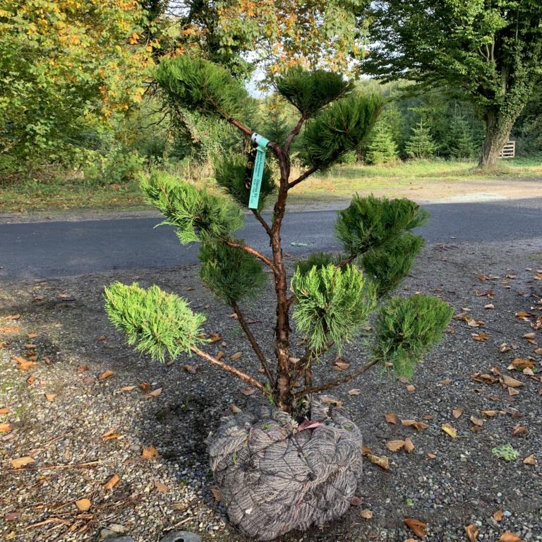 JUNIPERUS VIRGINIANA 'GREY OWL'