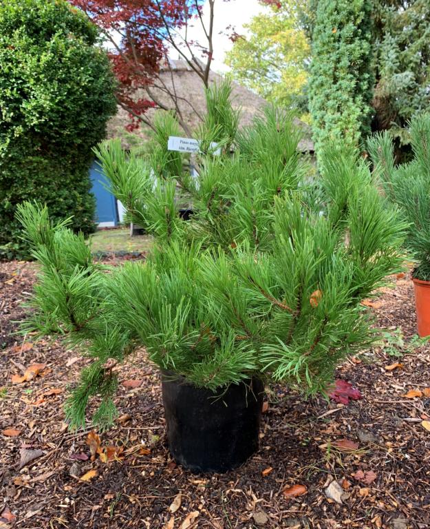 PINUS MUGO