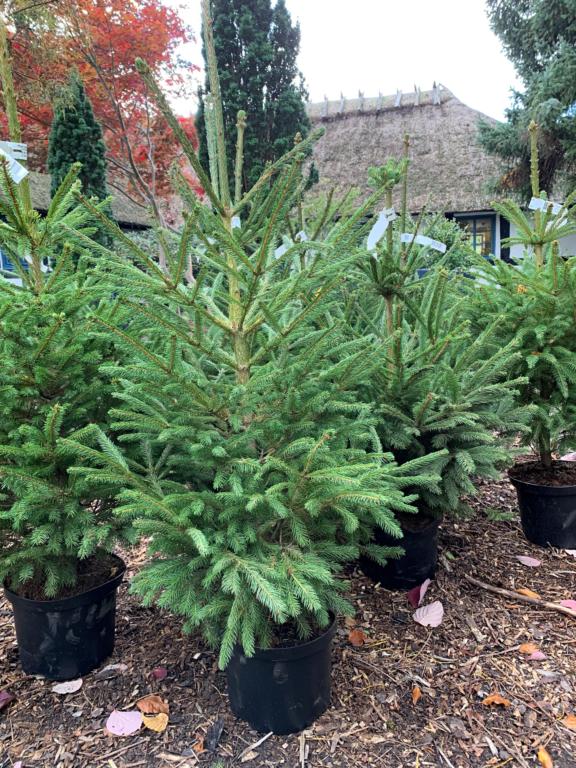 PICEA OMORIKA