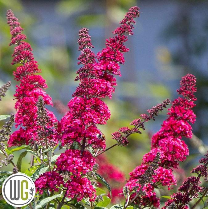 Buddleia d. 'Prince Charming'