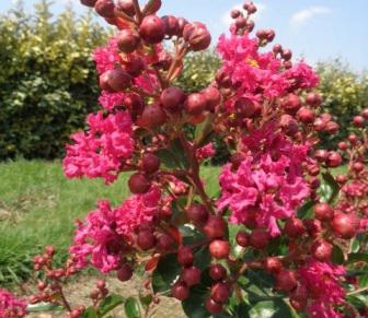LAGERSTROMIA INDICA 'BRAISE D.ETE'