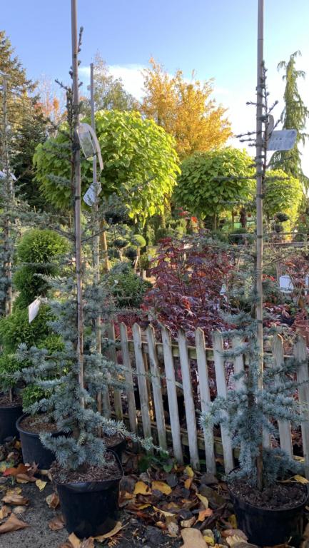 CEDRUS ATLANTICA 'GLAUCA'