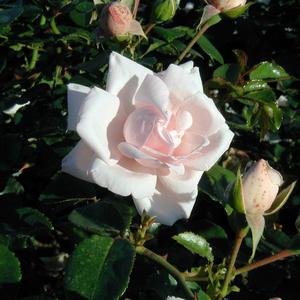 ROSA 'NEW DAWN'