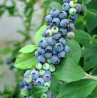 Vaccinium 'Blue Crop'