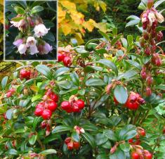 Vaccinium v.-idaea 'Red Pearl' 2 L.