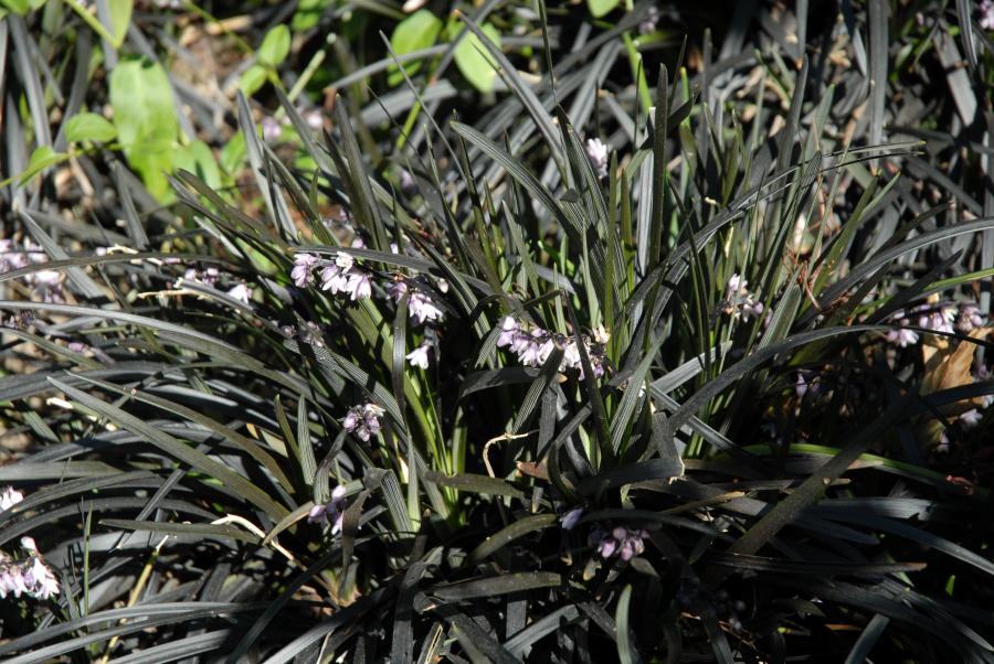 Ophiopogon planicapus  'Niger'