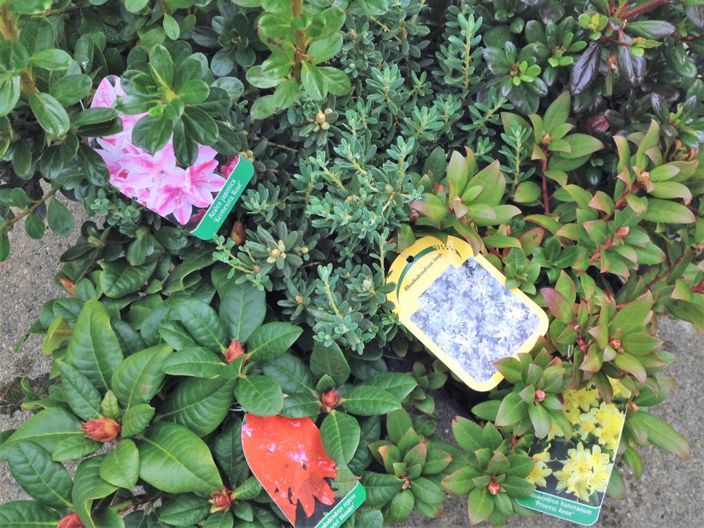 RHODODENDRON / AZALEA DVÆRG I SORTER