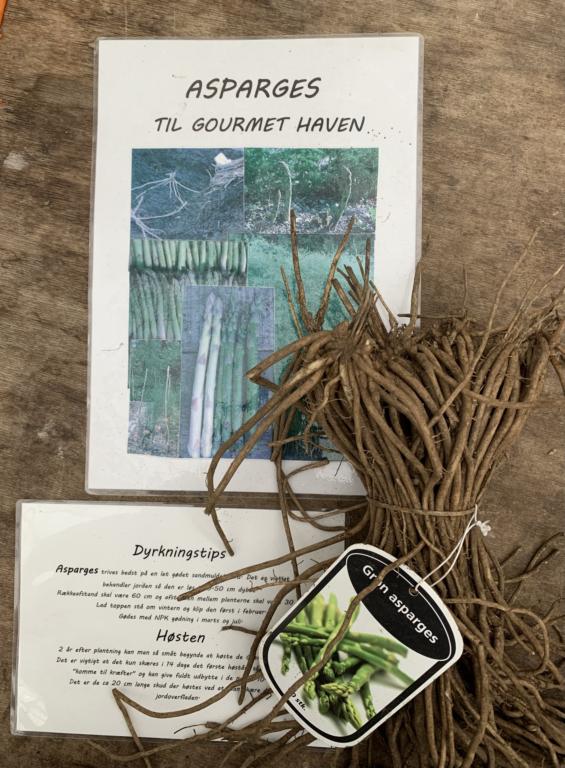 ASPARAGUS OFFICINALIS 10 STK.BD