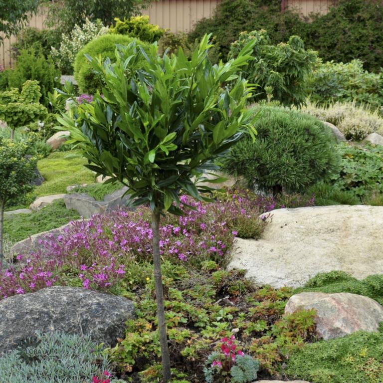 PRUNUS LAUROCERASUS 'OTTO LUYKEN'