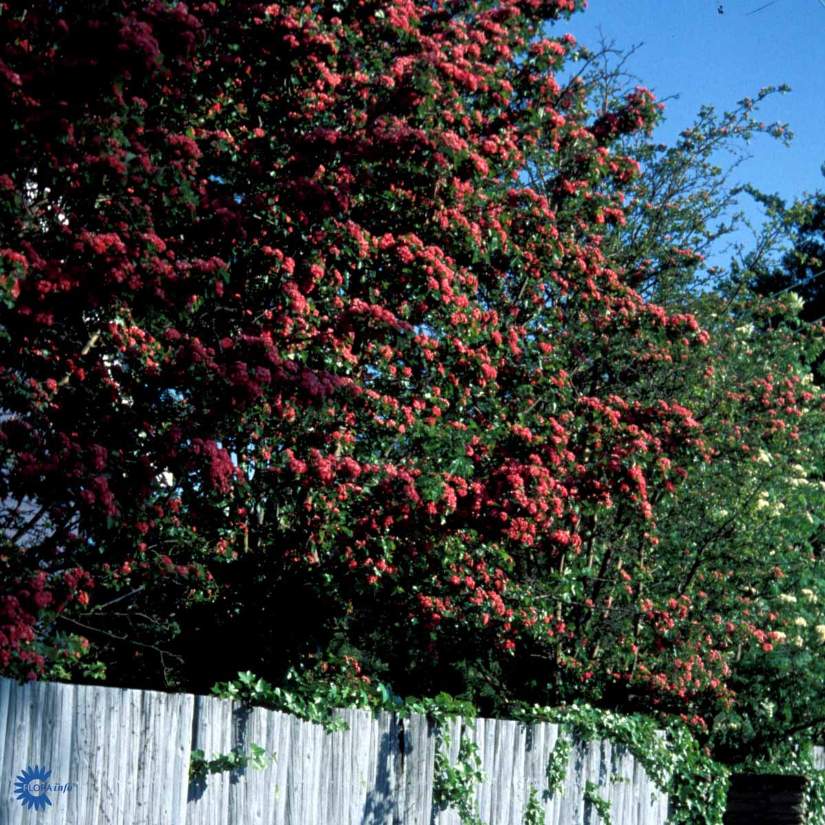 Crataegus 'Pauls Scarlet'