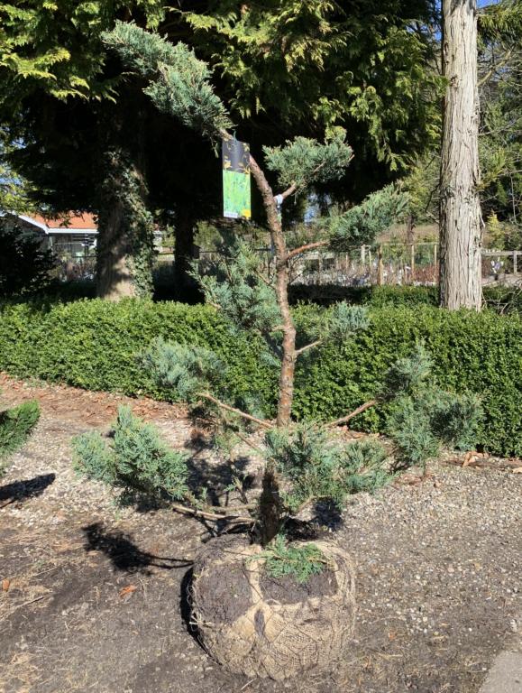 JUNIPERUS MEDIA 'HETZII'