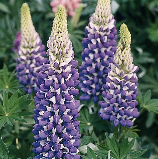 Lupinus polyphyllus 'Blue Shades'