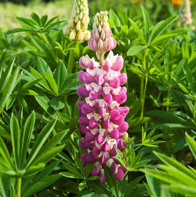 Lupinus polyphyllus 'Rose Shades'
