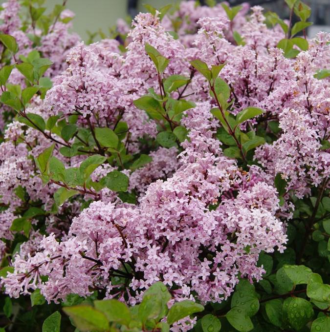 SYRINGA MEYERI 'PALIBIN'