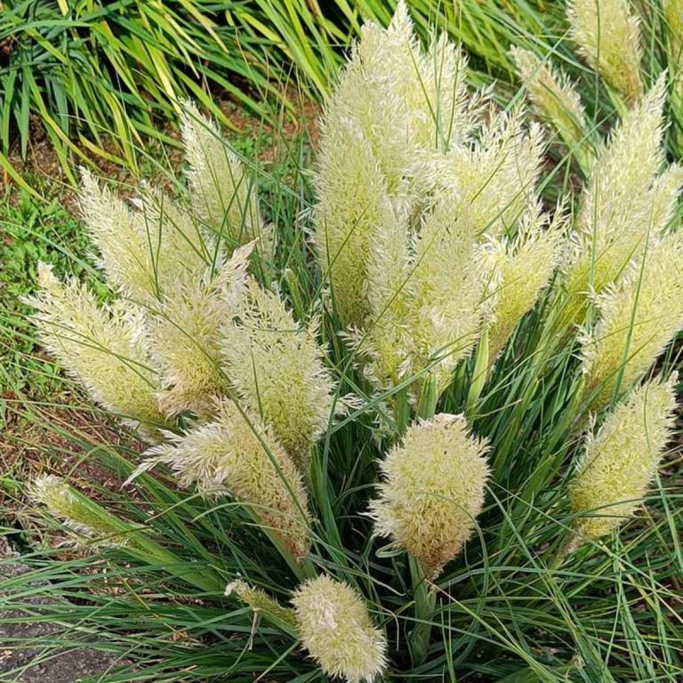 CORTADERIA SELLOANA 'TINY PAMPA'®