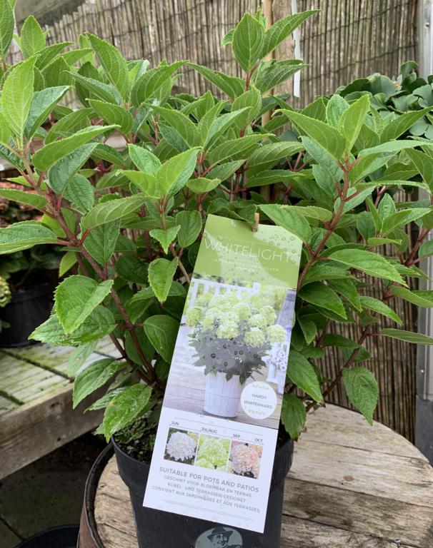 HORTENSIA PAN. 'WHITELIGHT'
