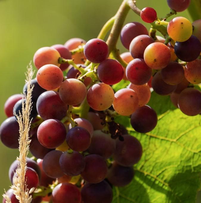 VITIS 'EINSET'