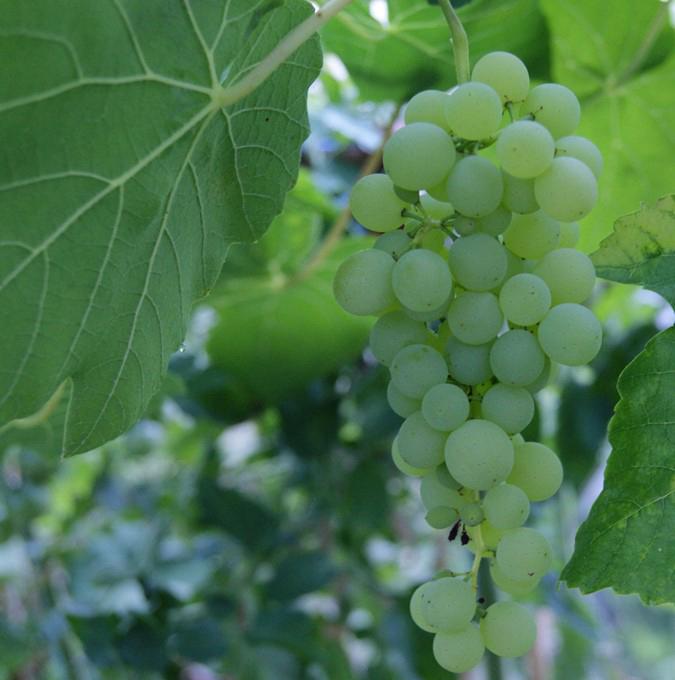 VITIS 'HIMROD'