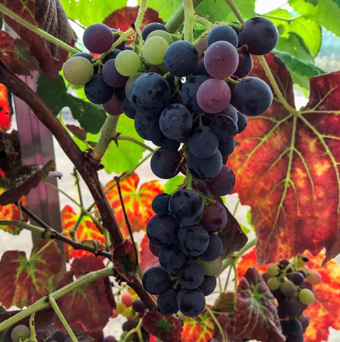 VITIS 'VENUS'