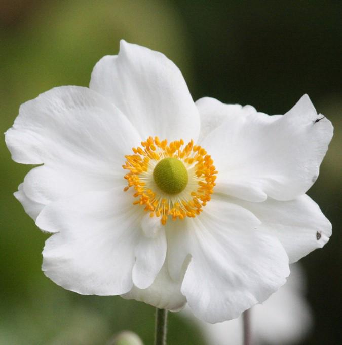 Anemone 'Honorine Jobert'