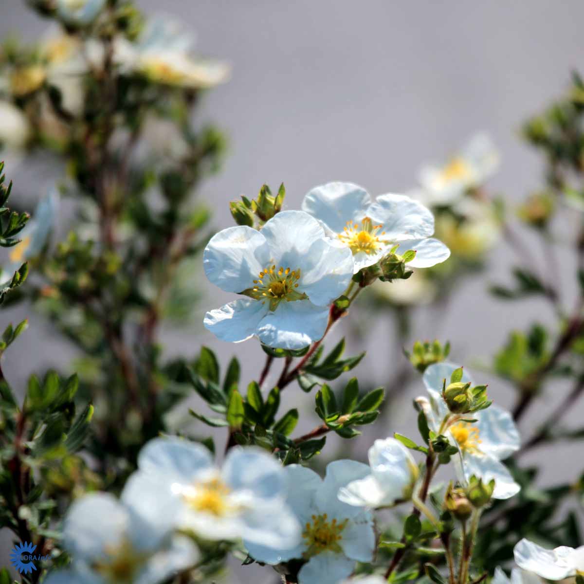 POTENTILLA FRUTICOSA 'ABBOTSWOOD'