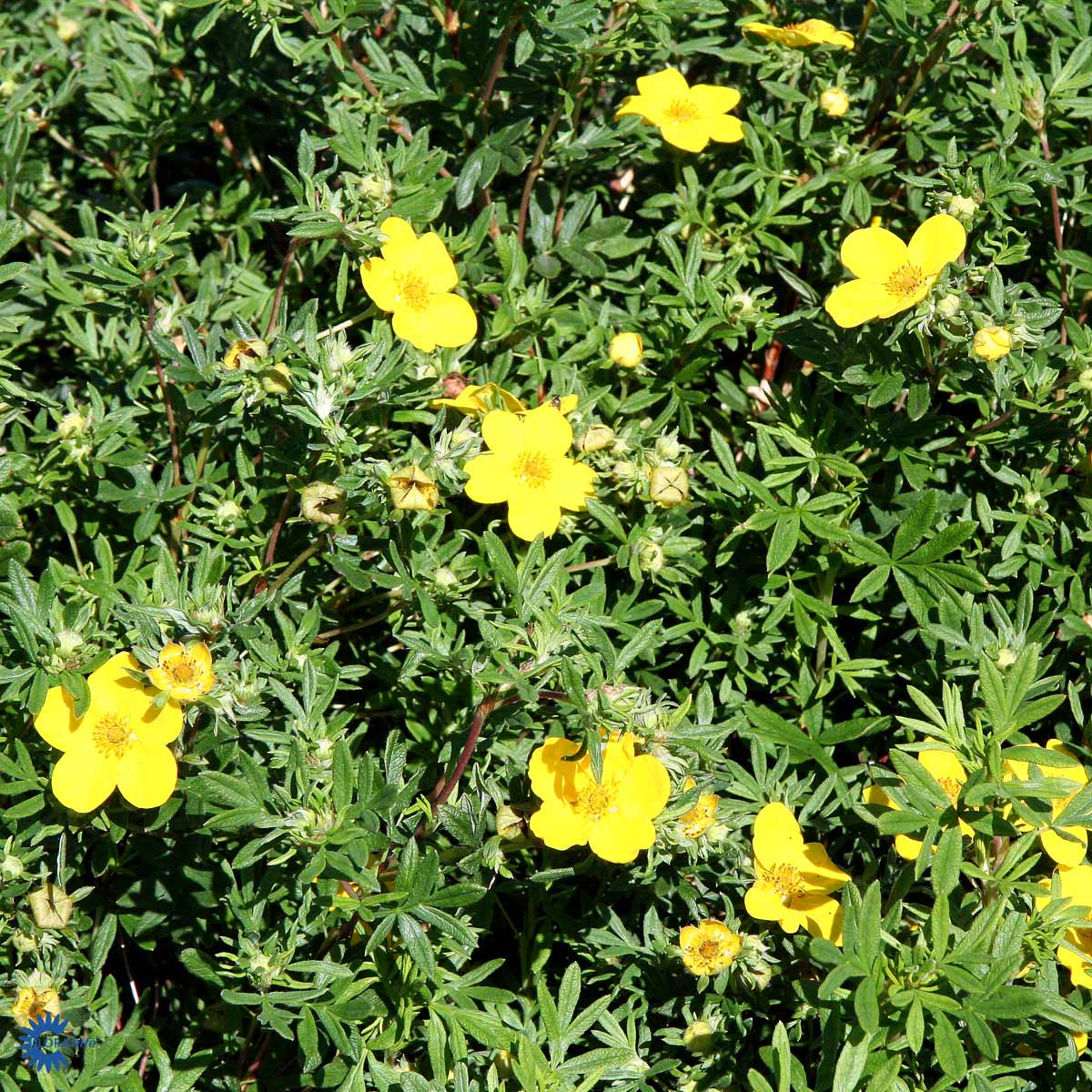POTENTILLA FRUTICOSA 'GOLDFINGER'
