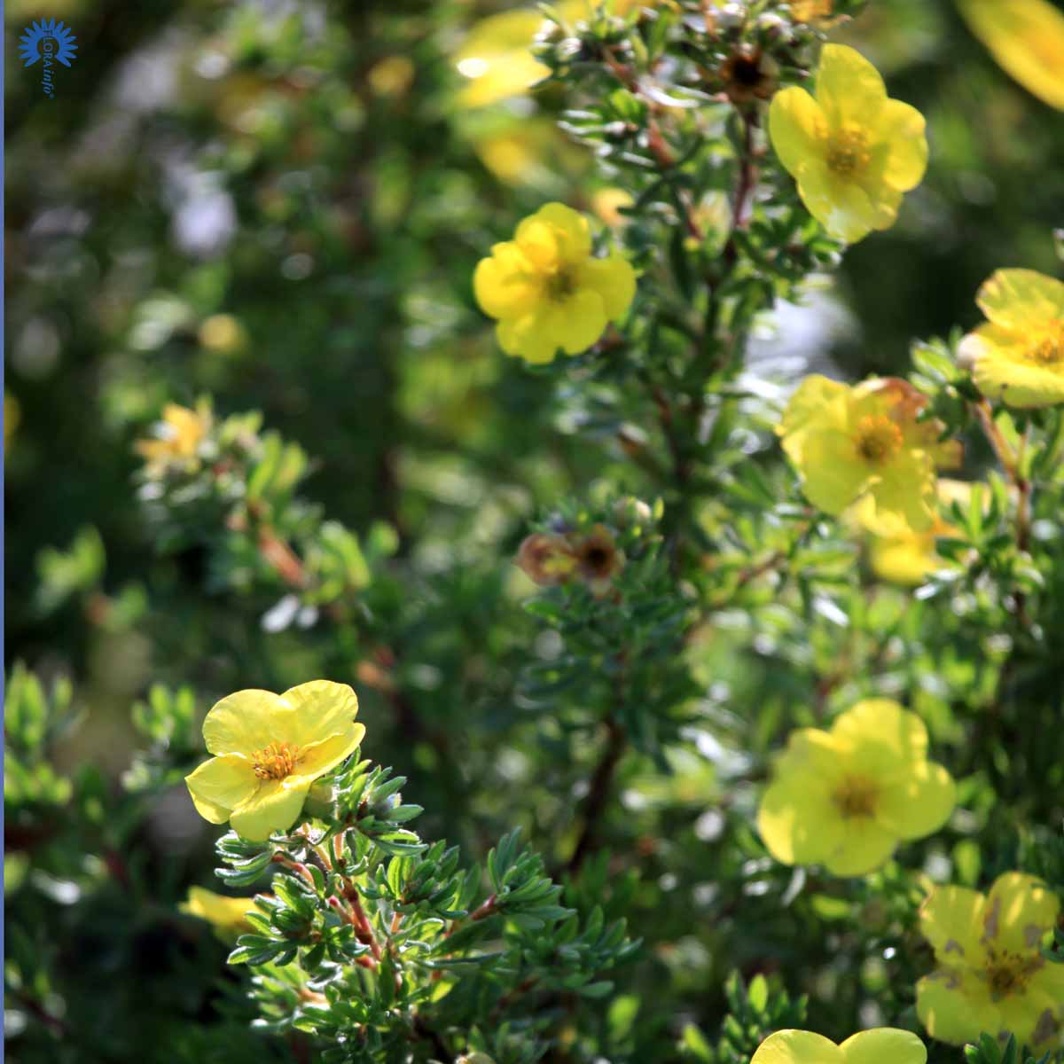 POTENTILLA FRUTICOSA 'KOBOLD'