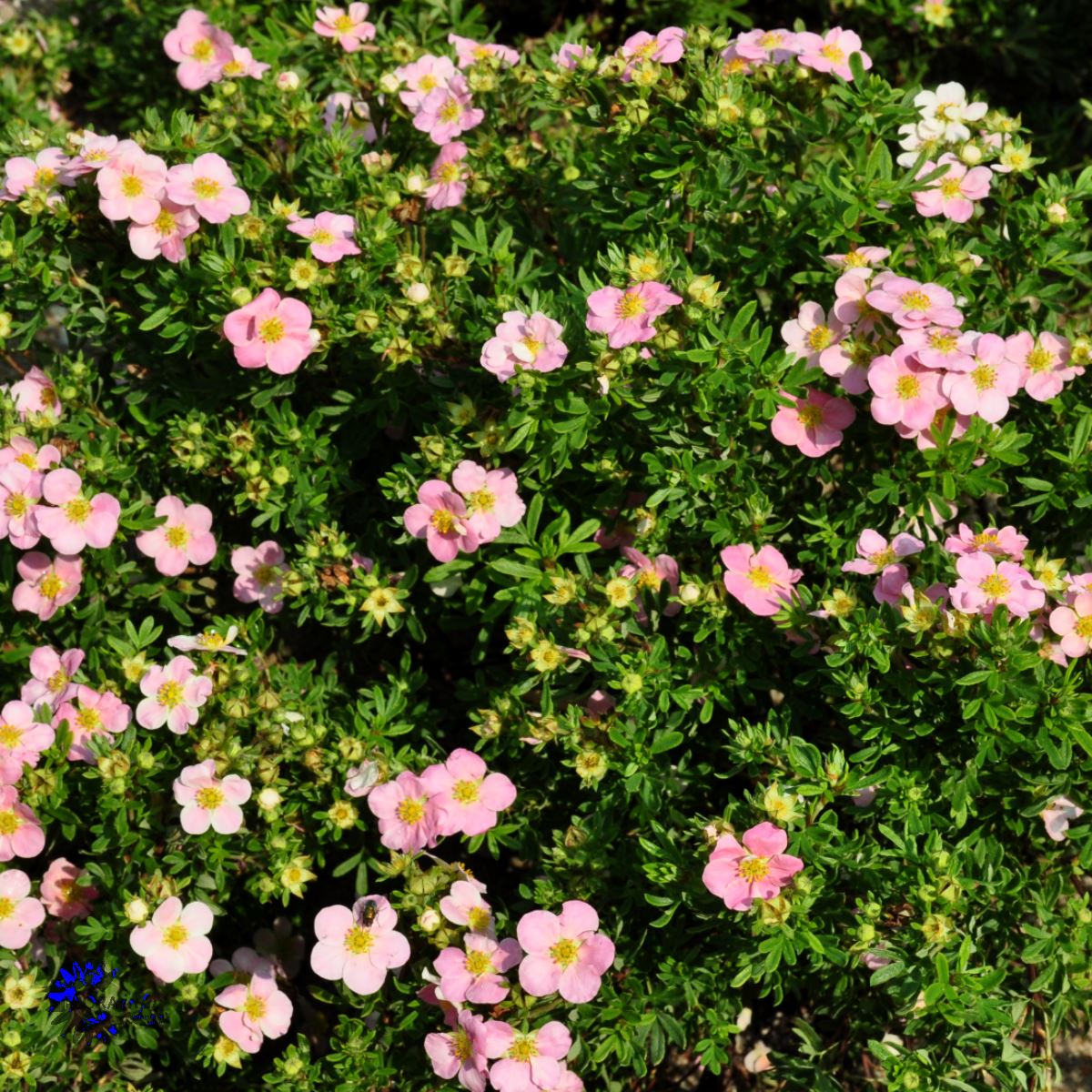 POTENTILLA FRUTICOSA 'LOVELY PINK'