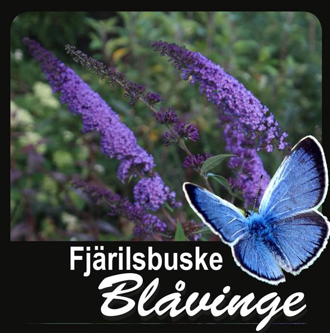 BUDDLEJA 'BLÅVINGE' C2