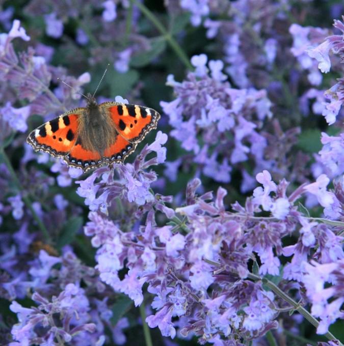 Nepeta faassenii 'Walker's Low'