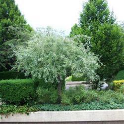 Pyrus sal. 'Pendula'