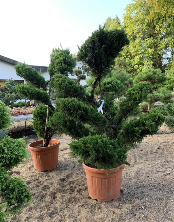 JUNIPERUS MEDIA ""MINT JULEP"""