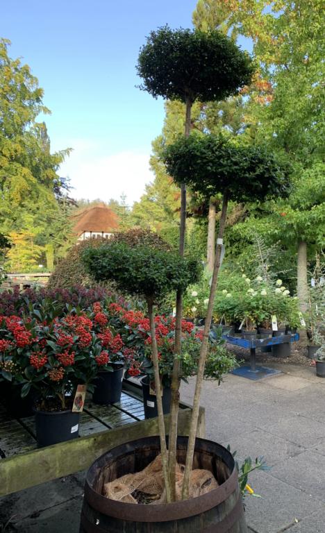 LIGUSTRUM JONANDRUM