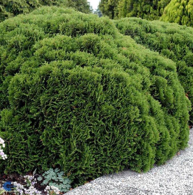 THUJA OCCIDENTALIS 'DANICA'