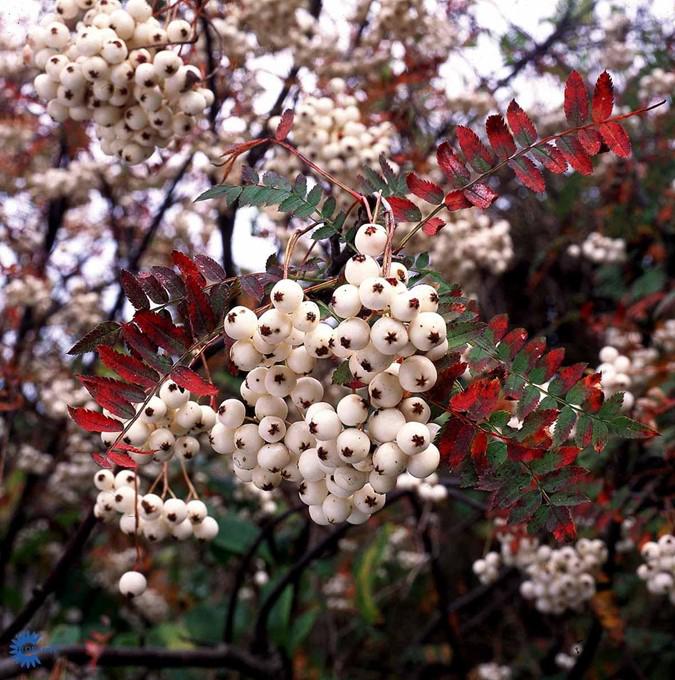 SORBUS KOEHNEANA