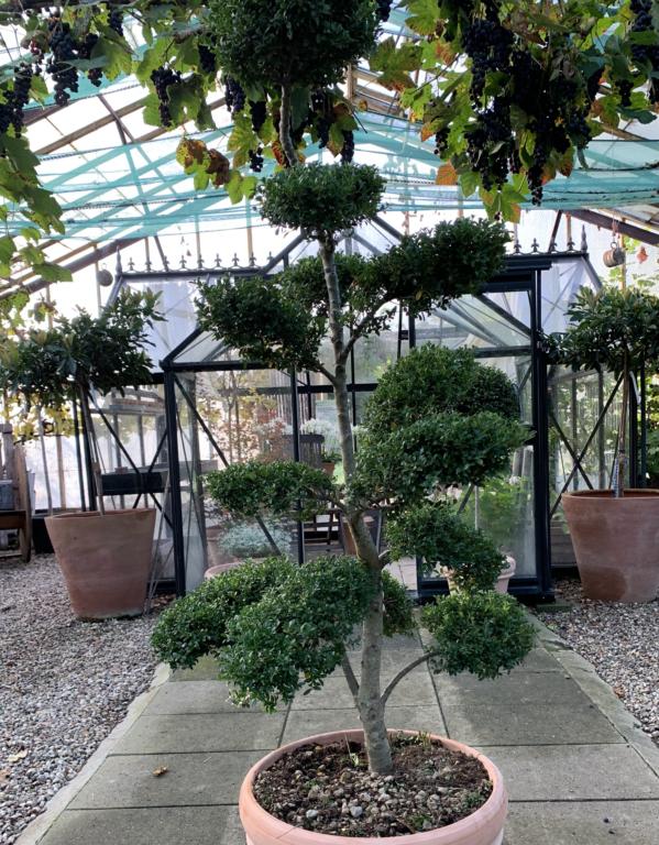 ILEX CRENATA 'KIMNE'