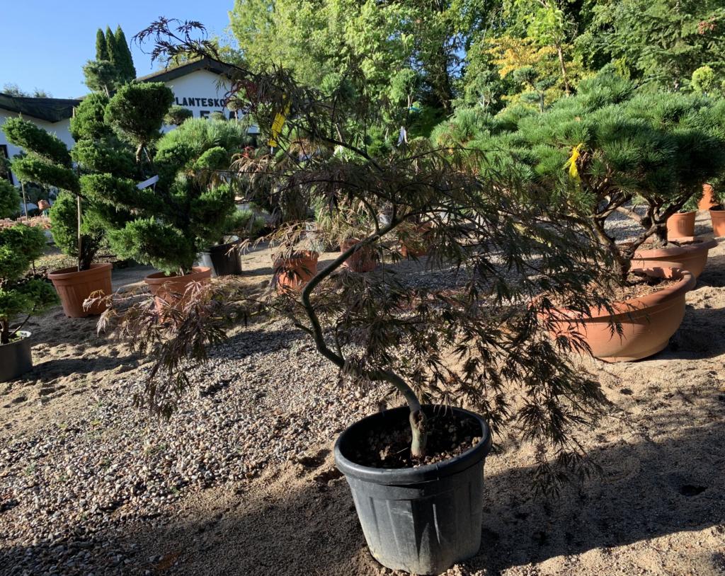 ACER TAMUKEYAMA