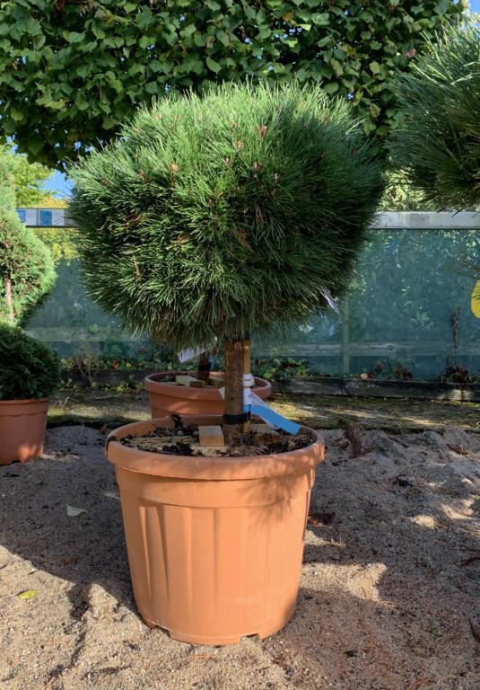 PINUS NIGRA ""BAMBINO"" "