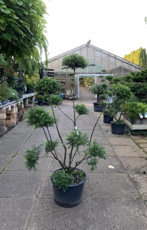 Ilex crenata 'Kin Me'