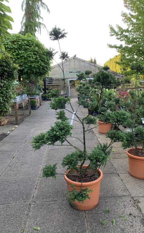 ILEX CRENATA 'CONVEXA' ~ KLIPPET POM POM