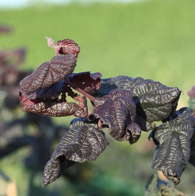 CORYLUS ave. 'RED MAJESTIC'